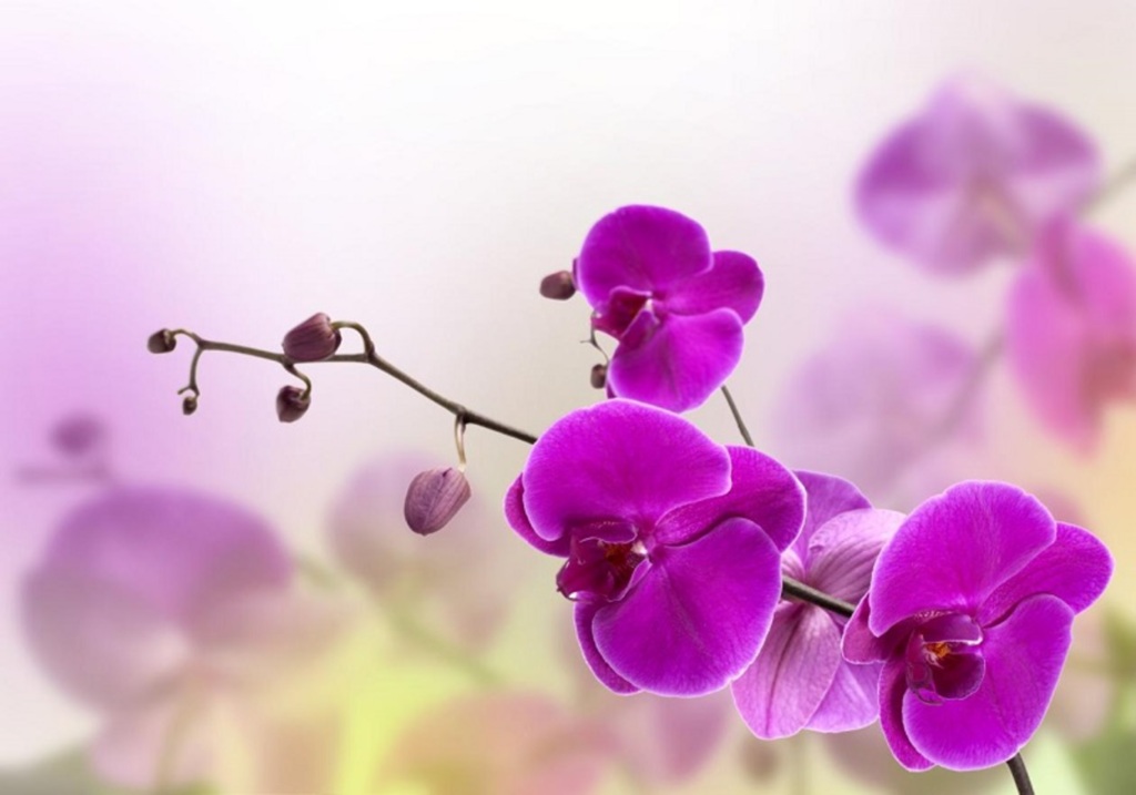 Exposição de Orquídeas chega a sua 25ª edição