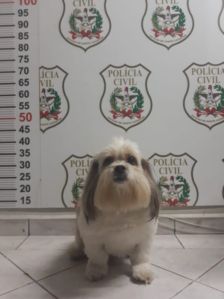 Cachorro que havia sido furtado é recuperado pela Polícia