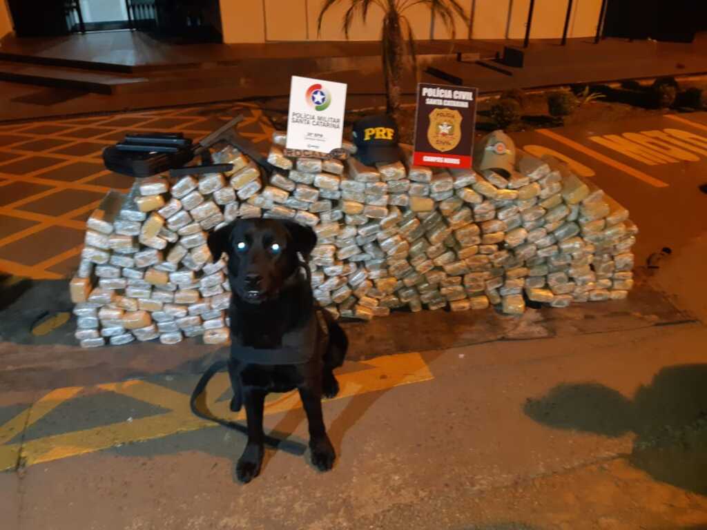 Cão Zeus do Canil da Polícia Civil/PRF Divulgação - 