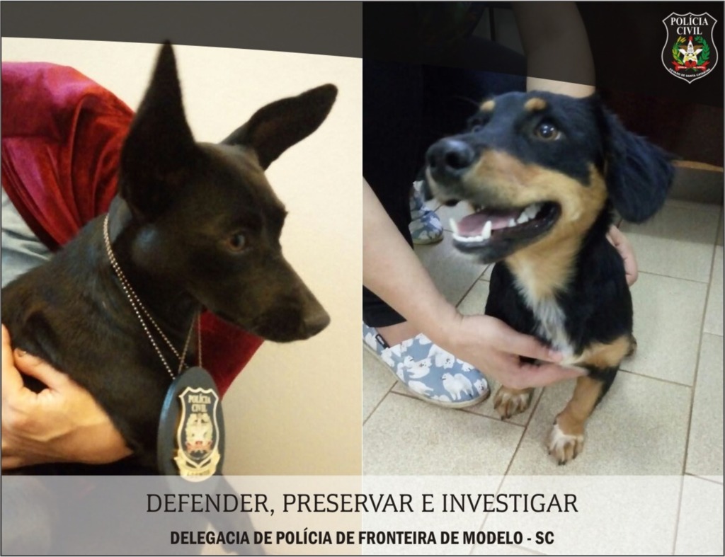Polícia Civil resgata animais vítimas de maus-tratos