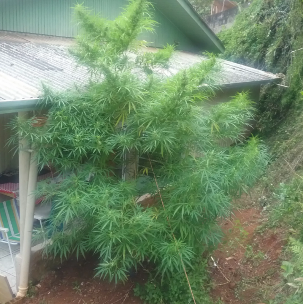 Polícia Militar/Divulgação - Planta estava em terreno de casa em Concórdia