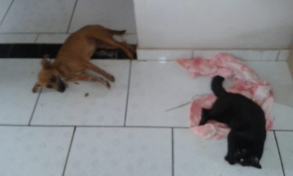 Divulgação/Sirlete Finatto - Animais foram mortos por envenenamento