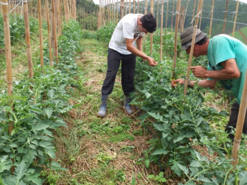 Marcelo Zanella/Epagri - 