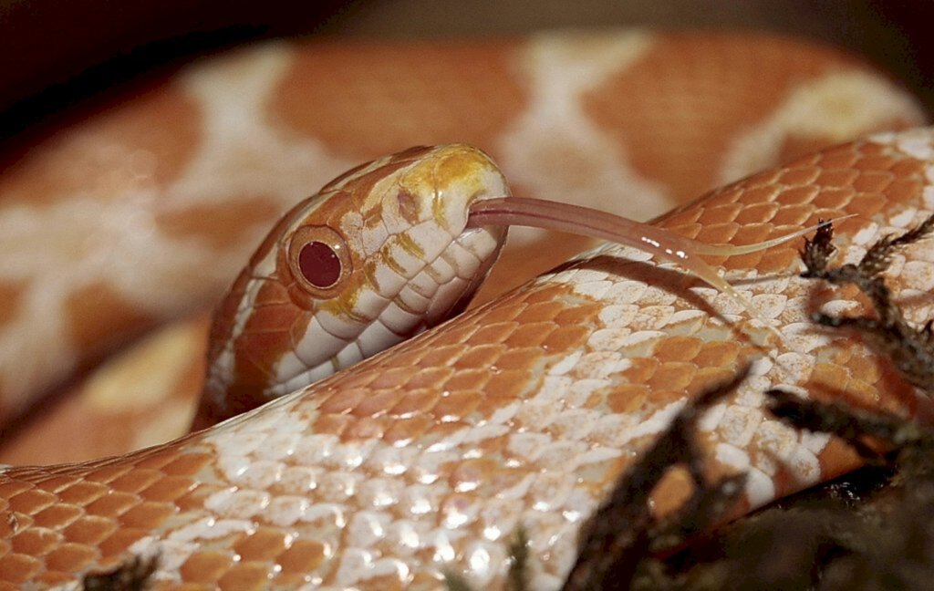 FOTOS: Corn snake, espécie de serpente exótica dos EUA, é