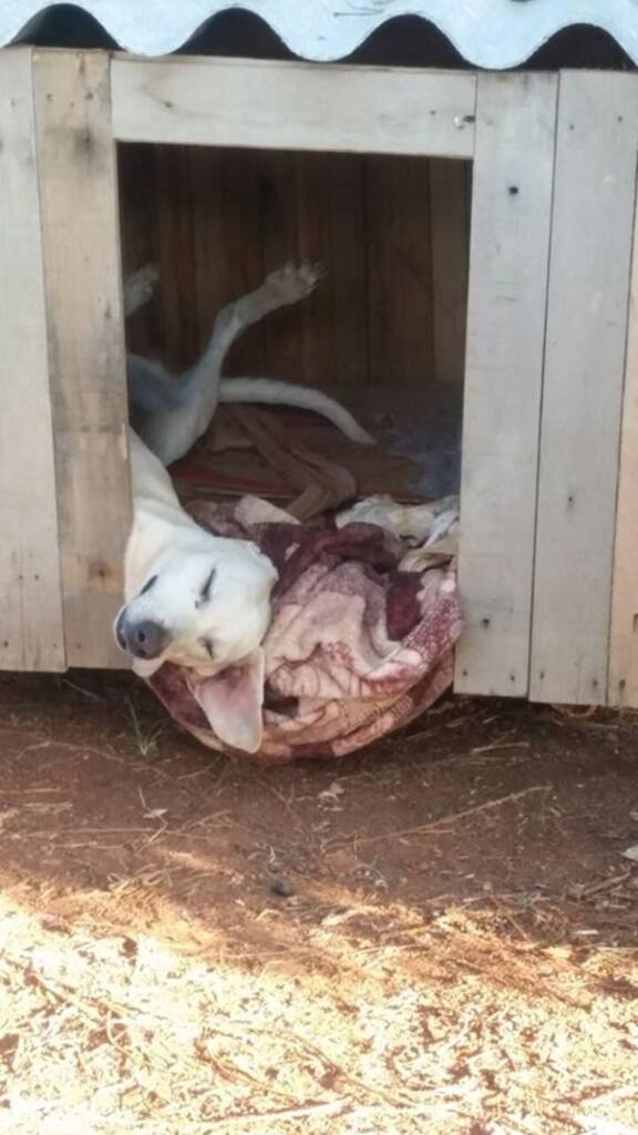 Moradora de Pinhalzinho registra vandalismo em 'casinha' de cachorro