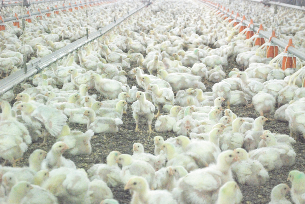 Arquivo - As carnes de aves representam 24% das exportações catarinenses