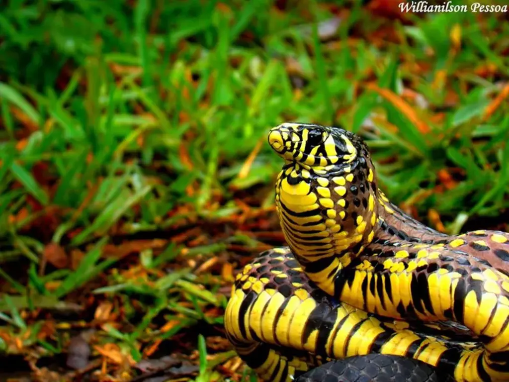 Mulher é picada por cobra no bairro Guaiuba