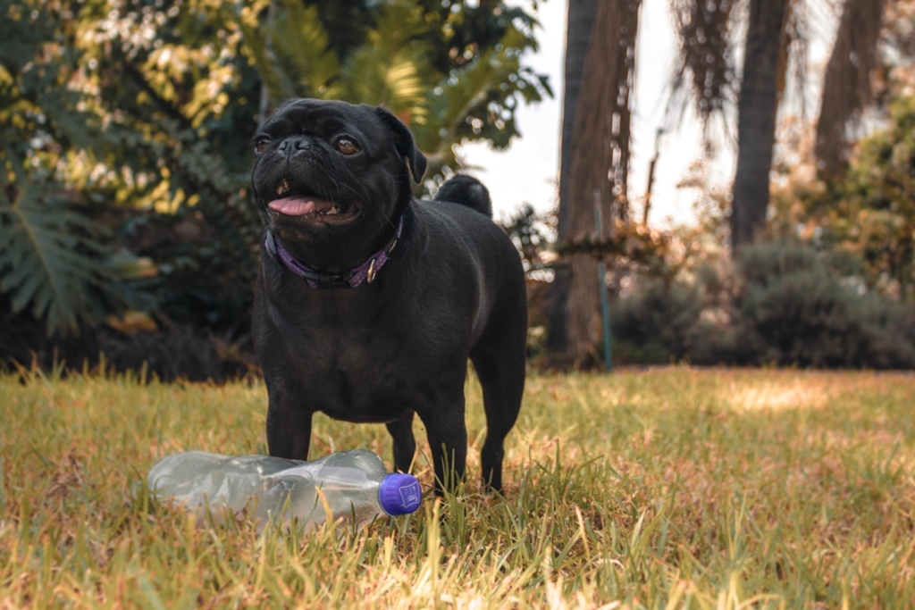 Confira como produzir brinquedos caseiros para divertir o pet em casa