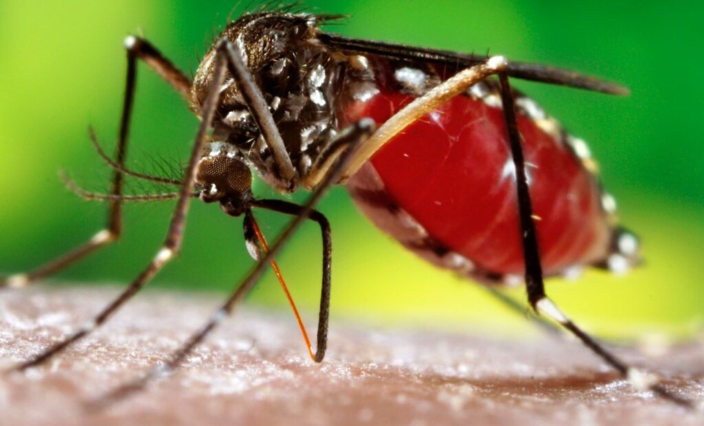 Dive confirma 501 casos de Dengue, em Pinhalzinho
