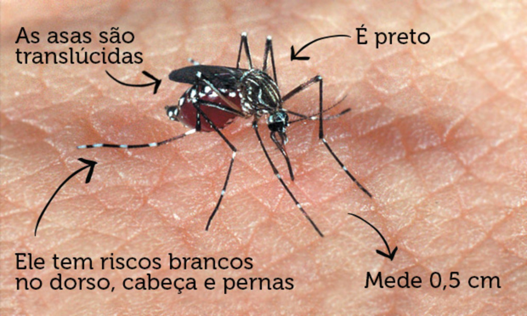 Divulgação - 