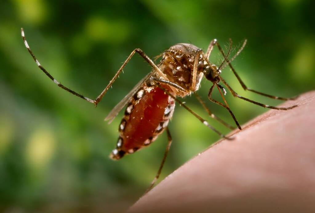 Sala de Situação confirma 87 casos de dengue em Pinhalzinho