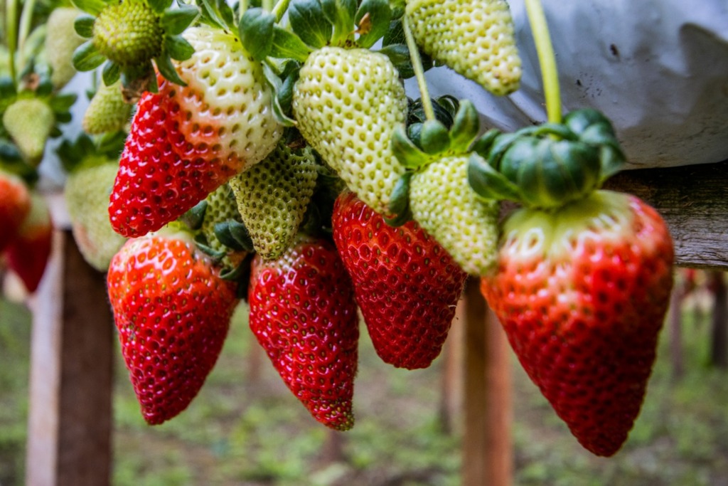 Foto: divulgação - DP - Produção de morango é um dos destaques do município