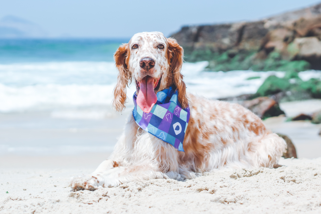 Cuidados para garantir a saúde e a diversão dos pets no verão