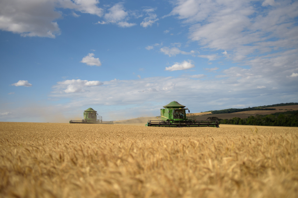  - A área semeada de trigo no Brasil em 2022 girou em torno de 3 milhões de hectares, um aumento de quase 12% em comparação à safra passada (Divulgação Biotrigo/Gui Benck).