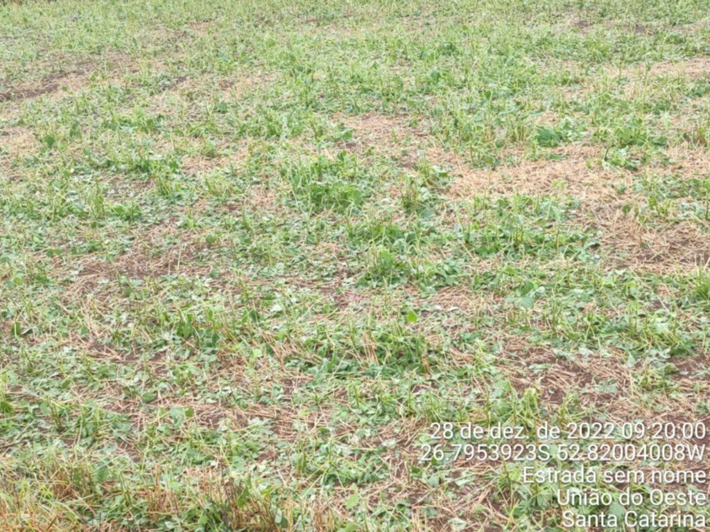 Chuva de granizo impacta nas lavouras