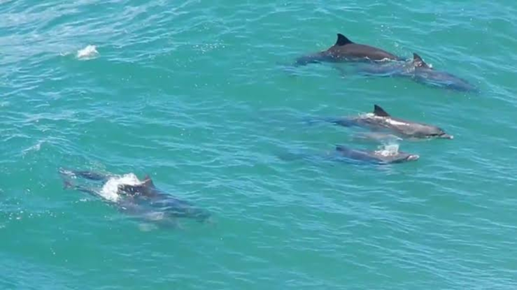 Golfinhos aparecem em praia de Florianópolis e surpreendem banhistas