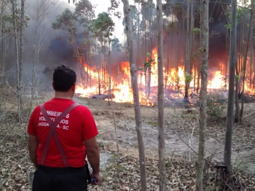 Incêndio destrói grande área de eucalipto em Imbituba