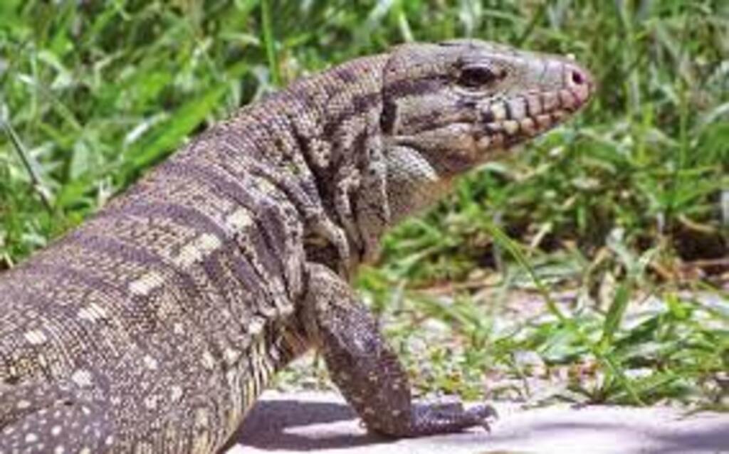 Lagarto é capturado em cozinha de residência