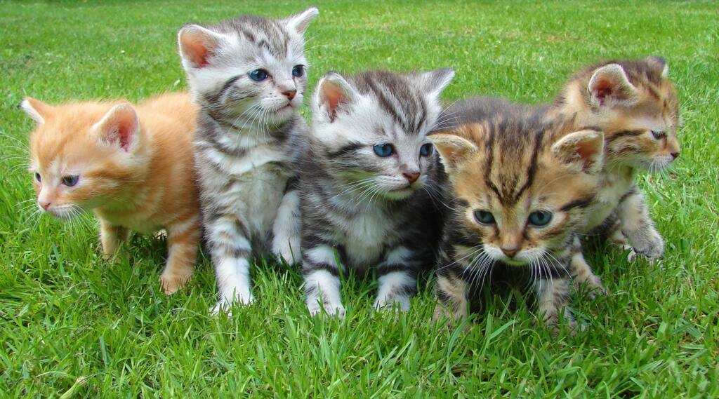 Foto: Pixabay - Filhotes têm necessidades nutricionais diferentes de gatos adultos