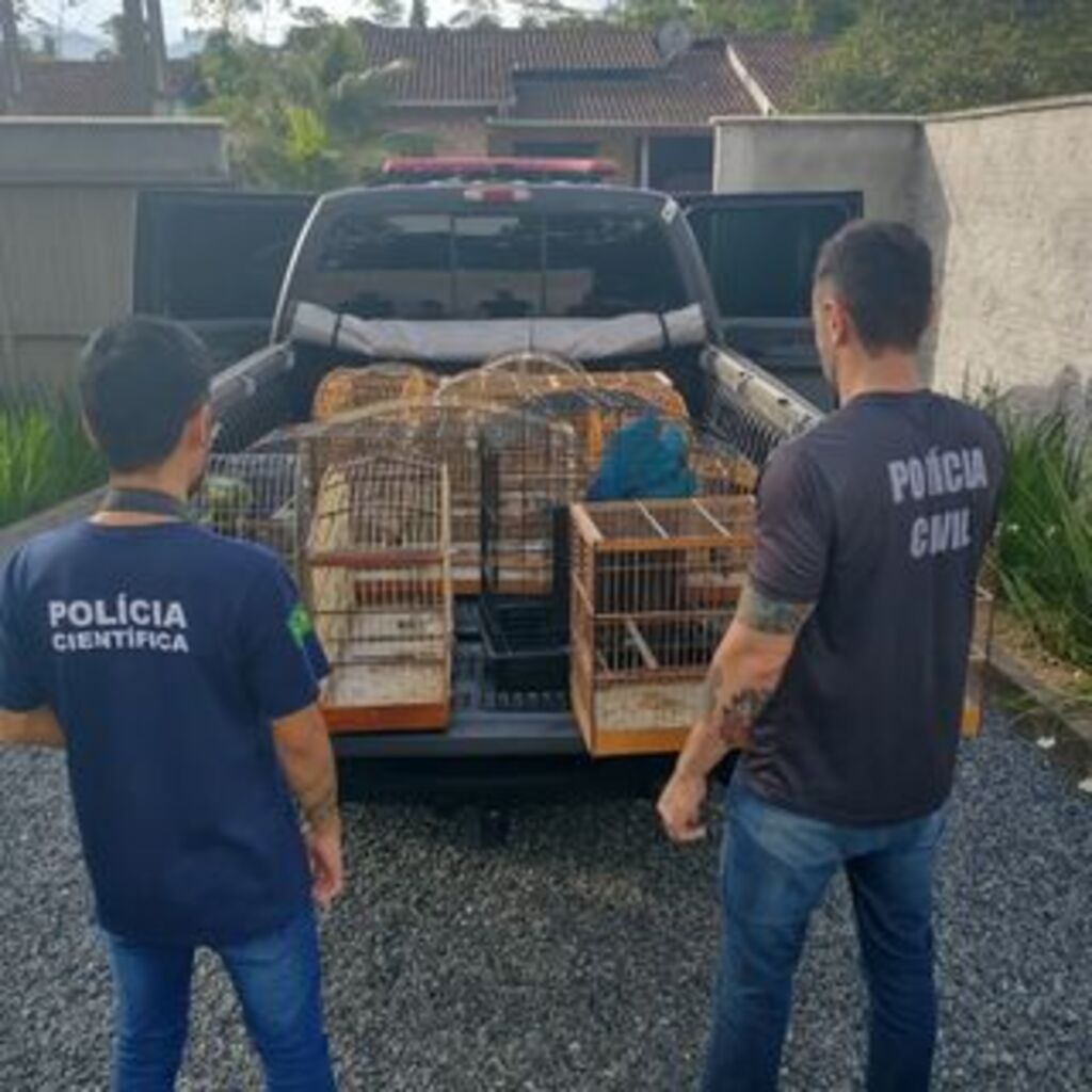 Polícia apreende 27 aves silvestres nos bairros Aventureiro e Morro do Meio