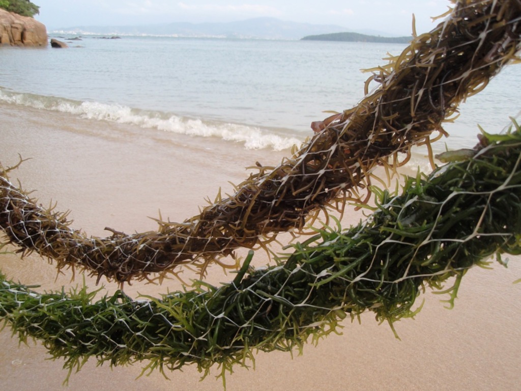 Santa Catarina estuda apoiar o cultivo comercial de macroalgas e ampliar renda dos maricultores