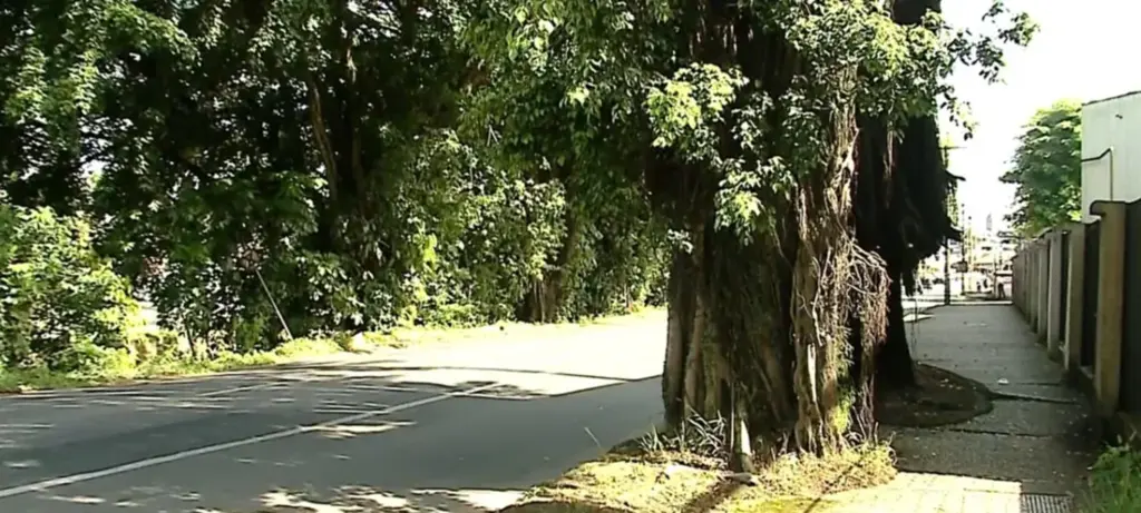  - Avenida onde ocorreu crime em Joinville, no Norte catarinense — Foto: Reprodução/Redes Sociais