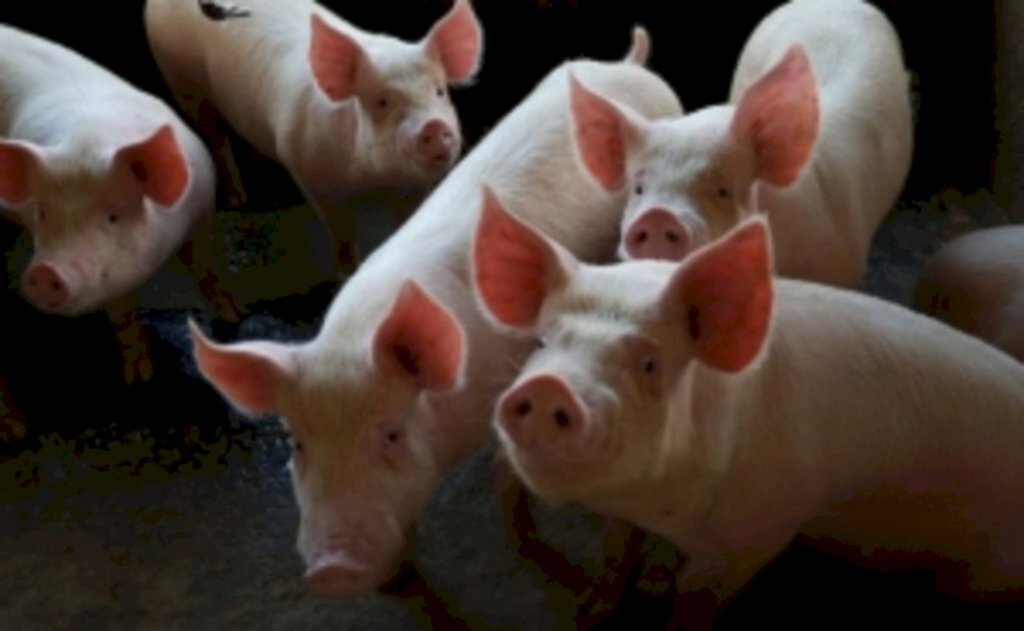Agronegócio catarinense recebe reforço com três novas Projetos de leis