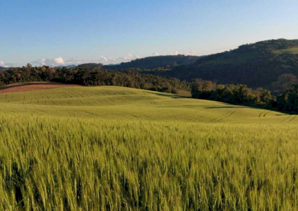 Safra recorde de trigo em 2022 demonstra aposta do produtor catarinense na produção de inverno