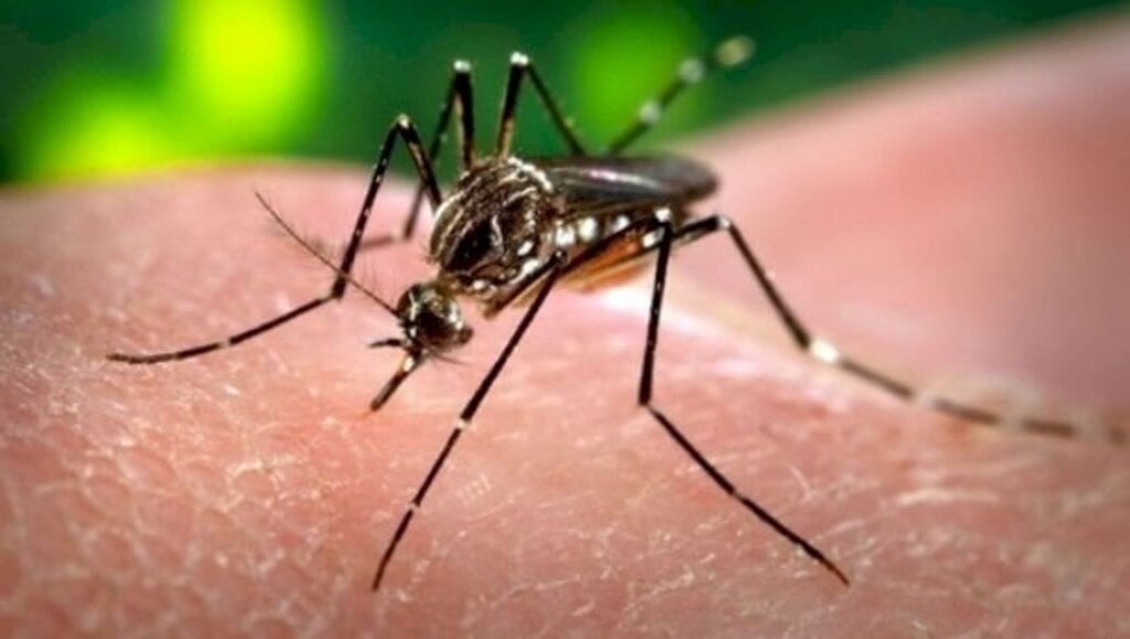 Pomerode tem 32 focos do mosquito da dengue na cidade