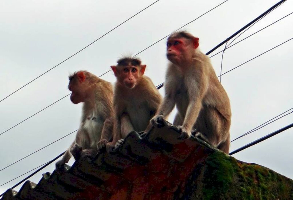 Bebê de 2 meses aparece morto após ser sequestrado por um bando de macacos