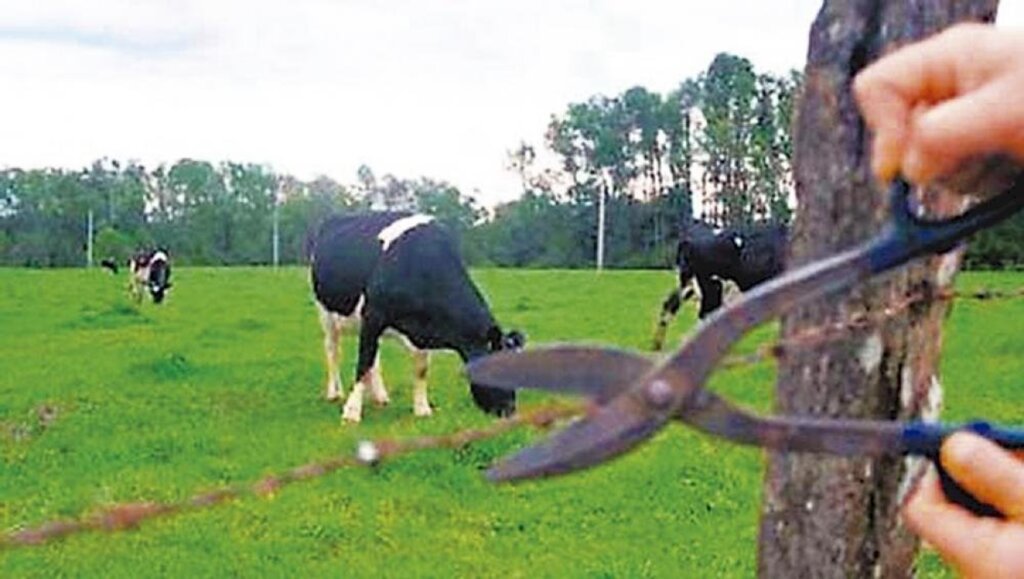 Bandidos invadem propriedade, matam gado e furtam a carne em Rodeio