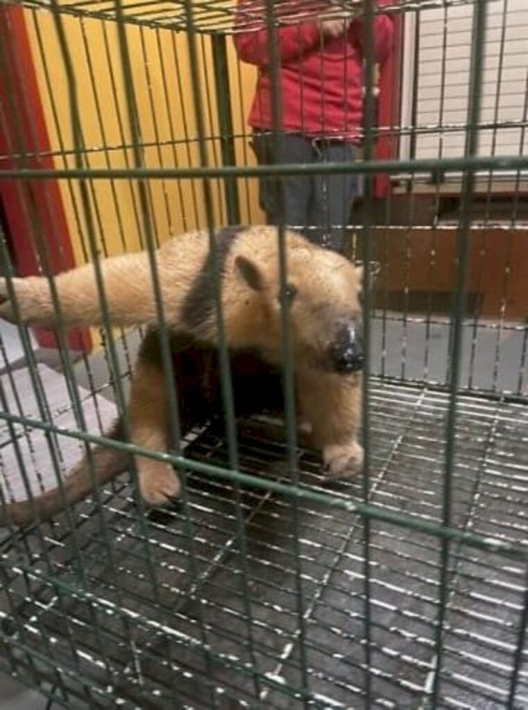 Tamanduá entra em casa, briga com cão e é resgatado ferido no Vale do Itajaí