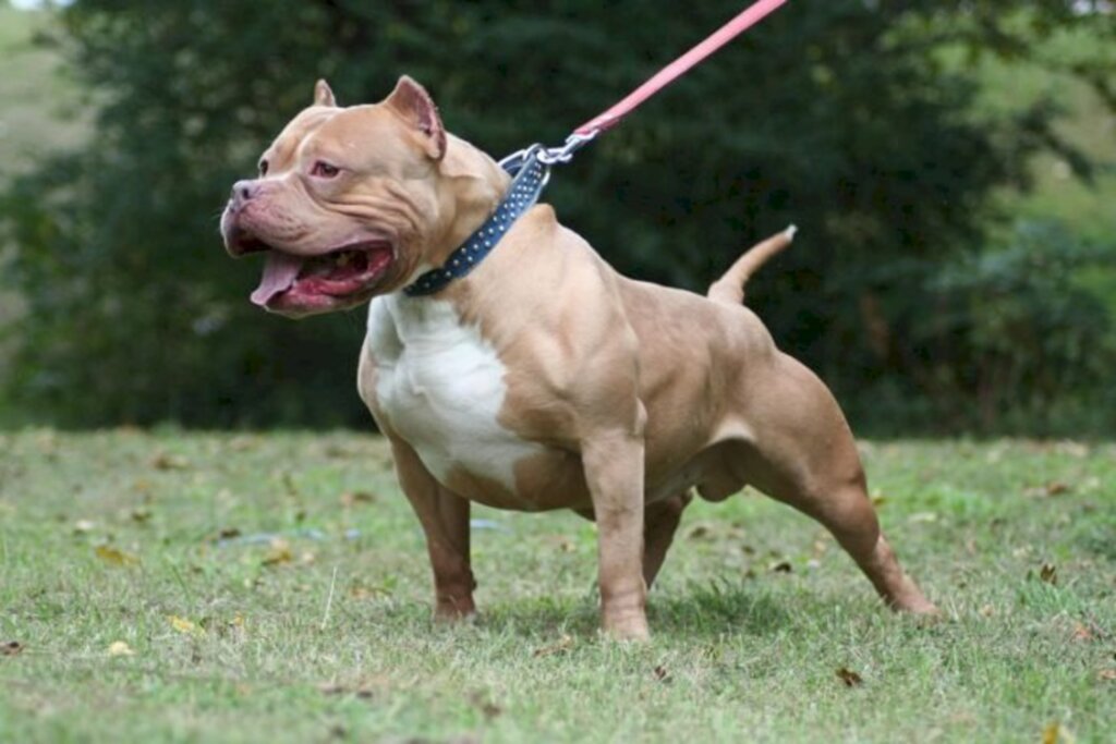 Descuidada com seus pitbulls, mulher vai arcar por ataque feroz contra animal em Balneário Camboriú