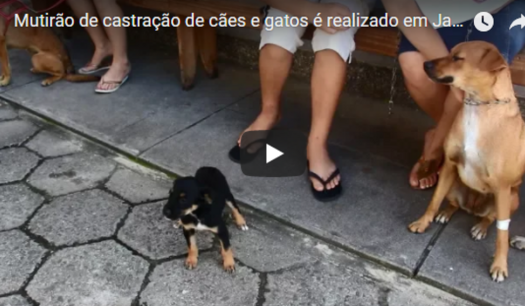 Mutirão de castração de cães e gatos é realizado em Jaguaruna