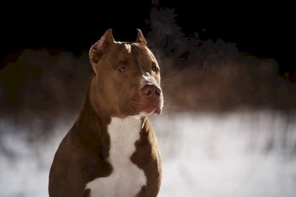 PM atira em cão da raça Pitbull que matou cachorro e atacava pessoas na rua