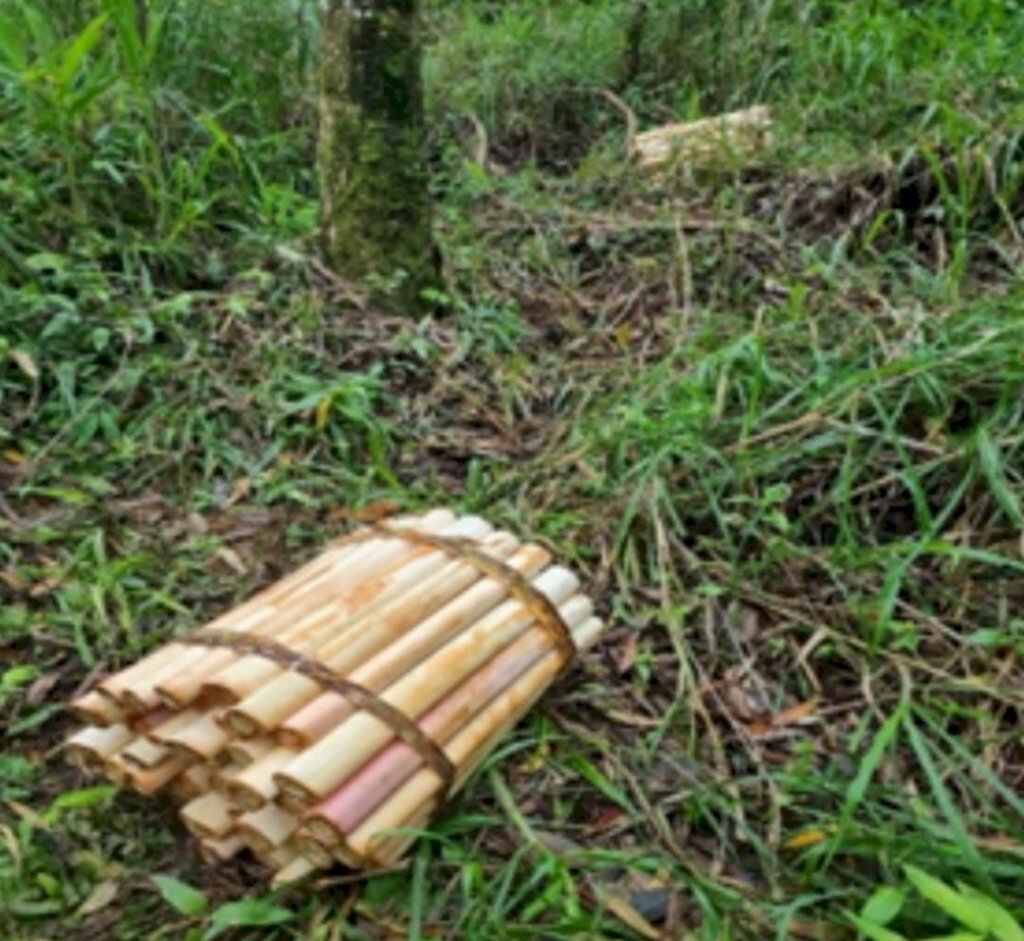 Polícia descobre esconderijo usado por ladrões de palmito em Timbó