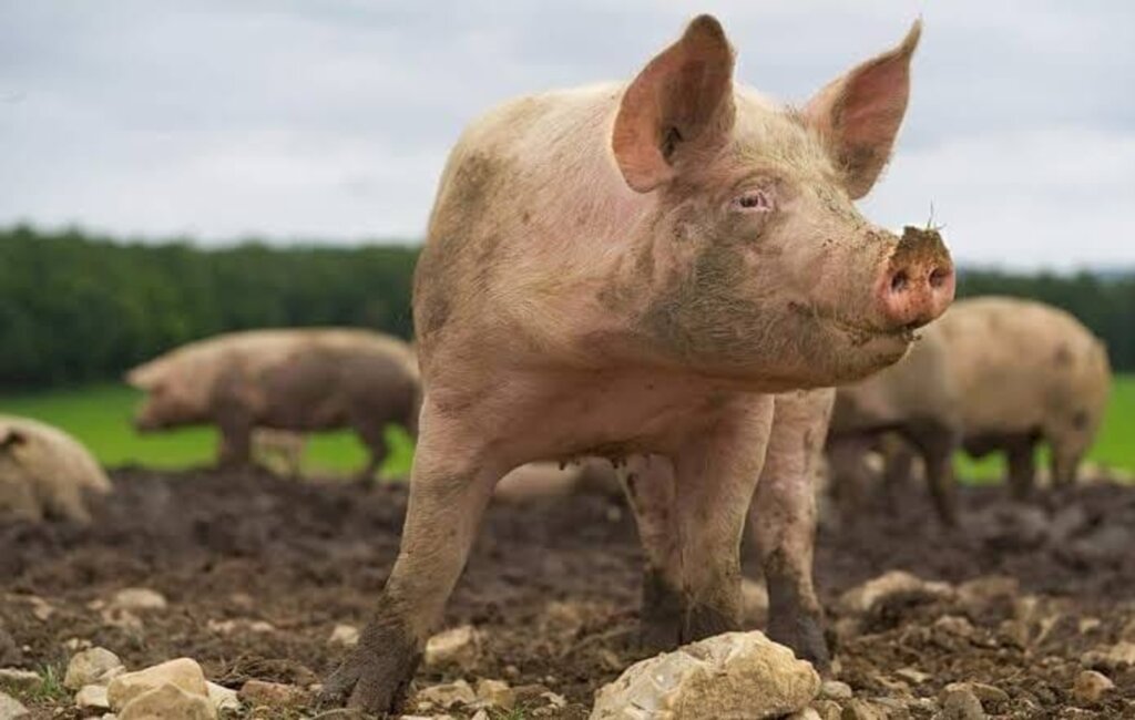 Suínos são abatidos e carne é roubada em Rodeio
