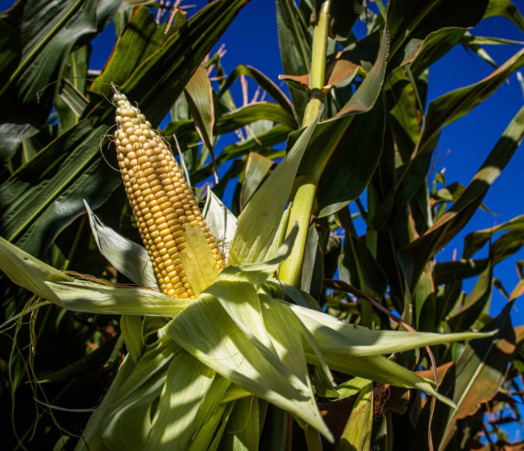  - O CAF é a única ferramenta para quem atua na agricultura familiar ter acesso às ações, programas e políticas públicas voltadas à geração de renda (Foto Wenderson Araujo-CNA).