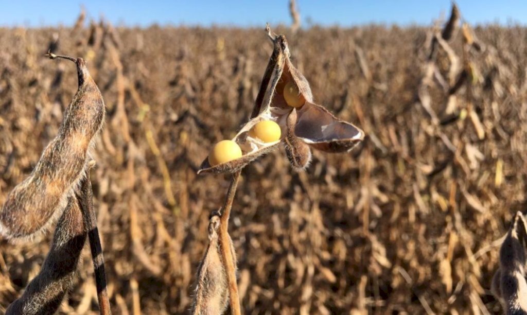 PIB do setor agropecuário cresceu 2% em 2020