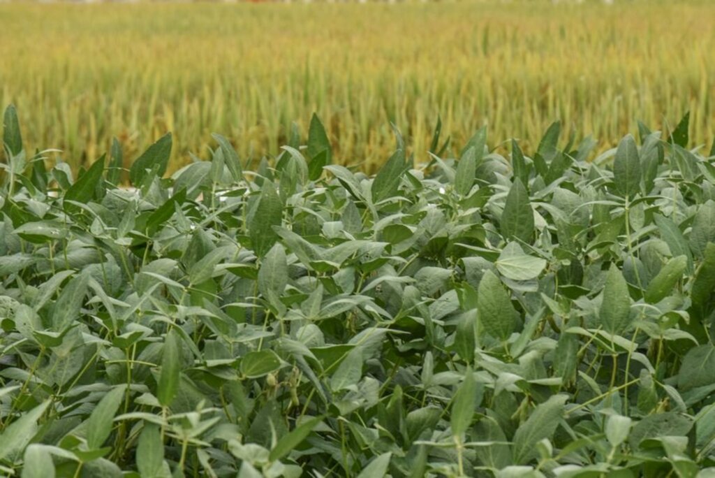 Abertura da Colheita do Arroz discutirá tendências para o mercado de grãos