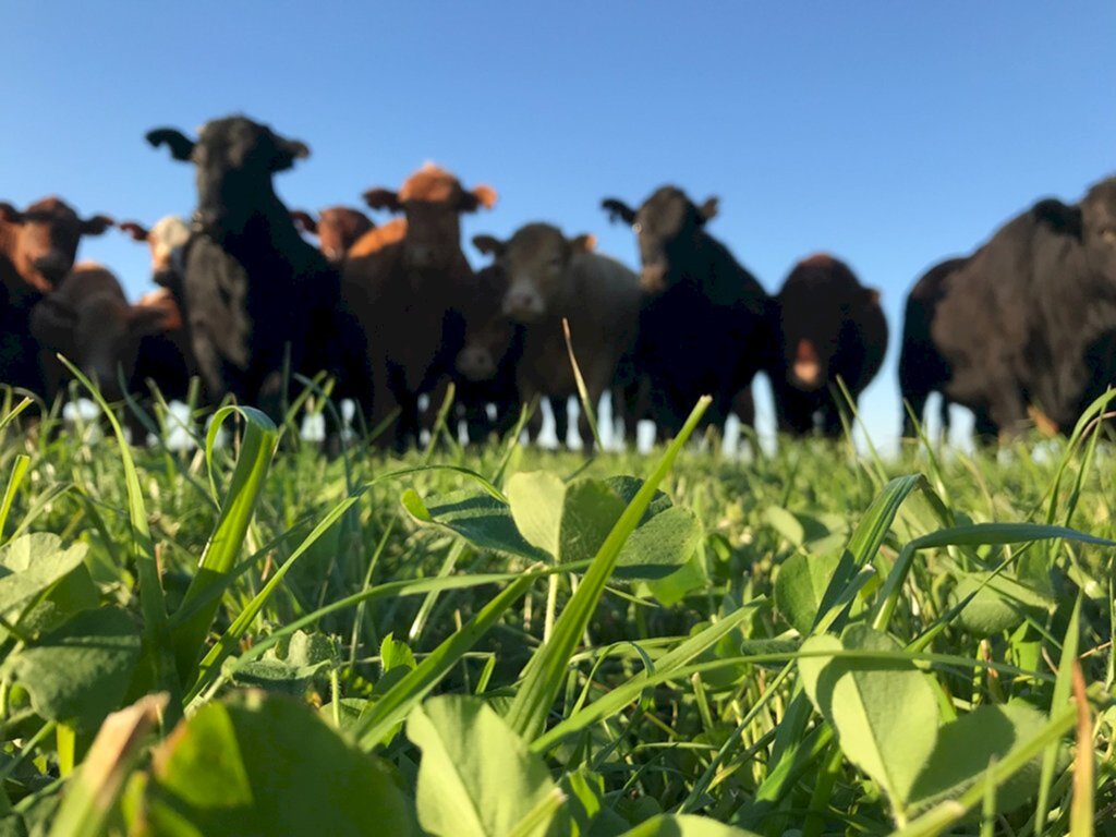 Arrozeiros apostam em integração lavoura-pecuária para elevar renda