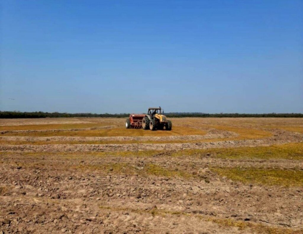 Uruguaiana deve plantar maior área de arroz do RS