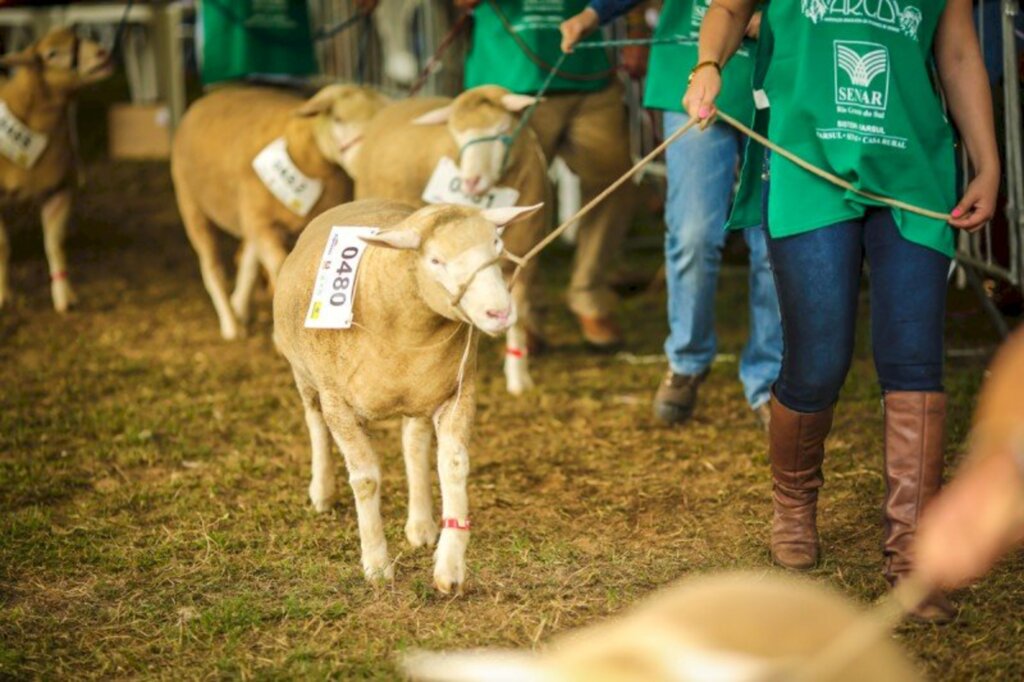 Regulamento e exigências sanitárias para exposição de animais está disponível