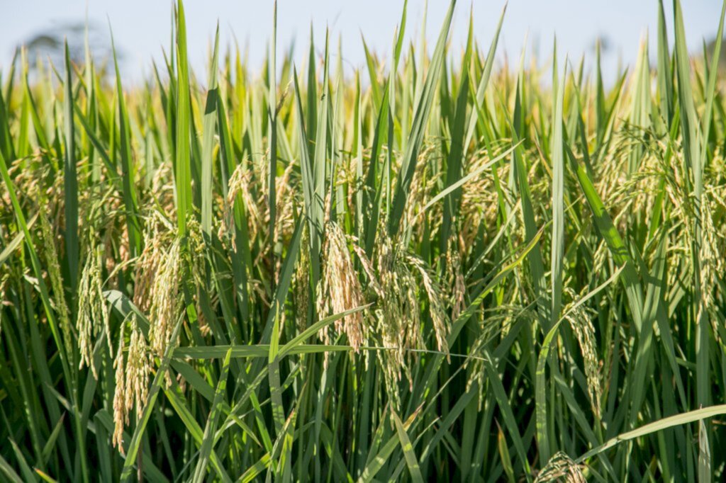 Conjuntura internacional e Mercosul fortalecem cotações do arroz no Brasil