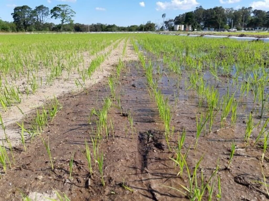 Irrigantes conquistam vitória contra cobrança indevida de energia