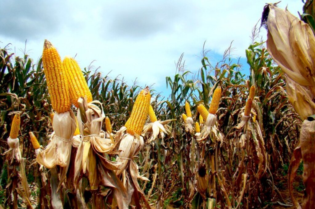 Puxadas pelo milho, exportações do agro atingem US$ 8,4 bilhões em outubro