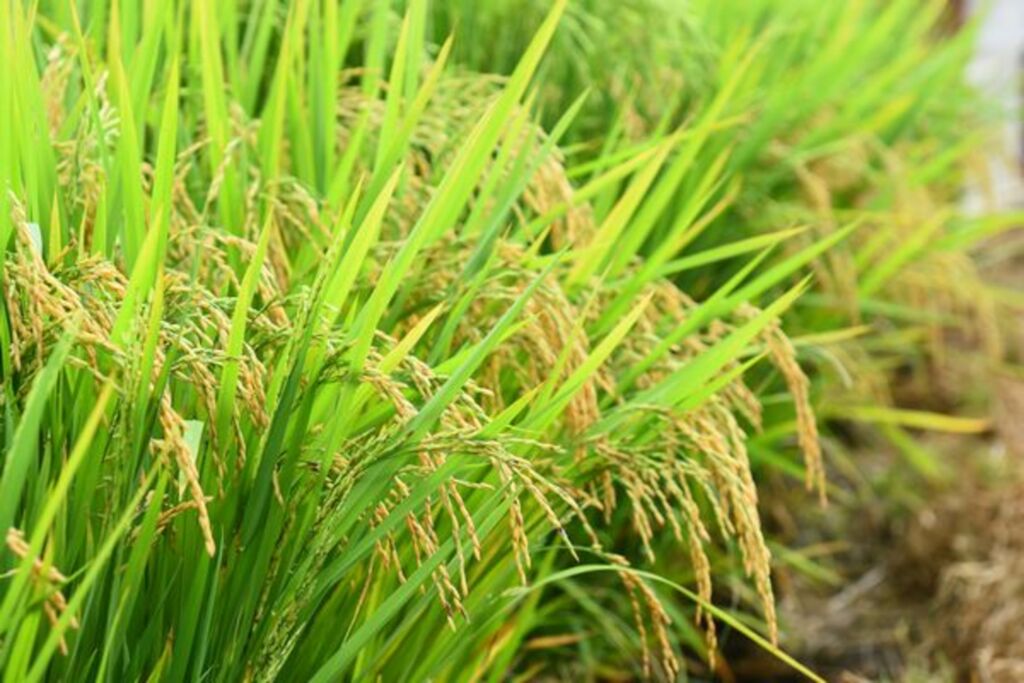 Federarroz recomenda cuidados na aplicação de agroquímicos