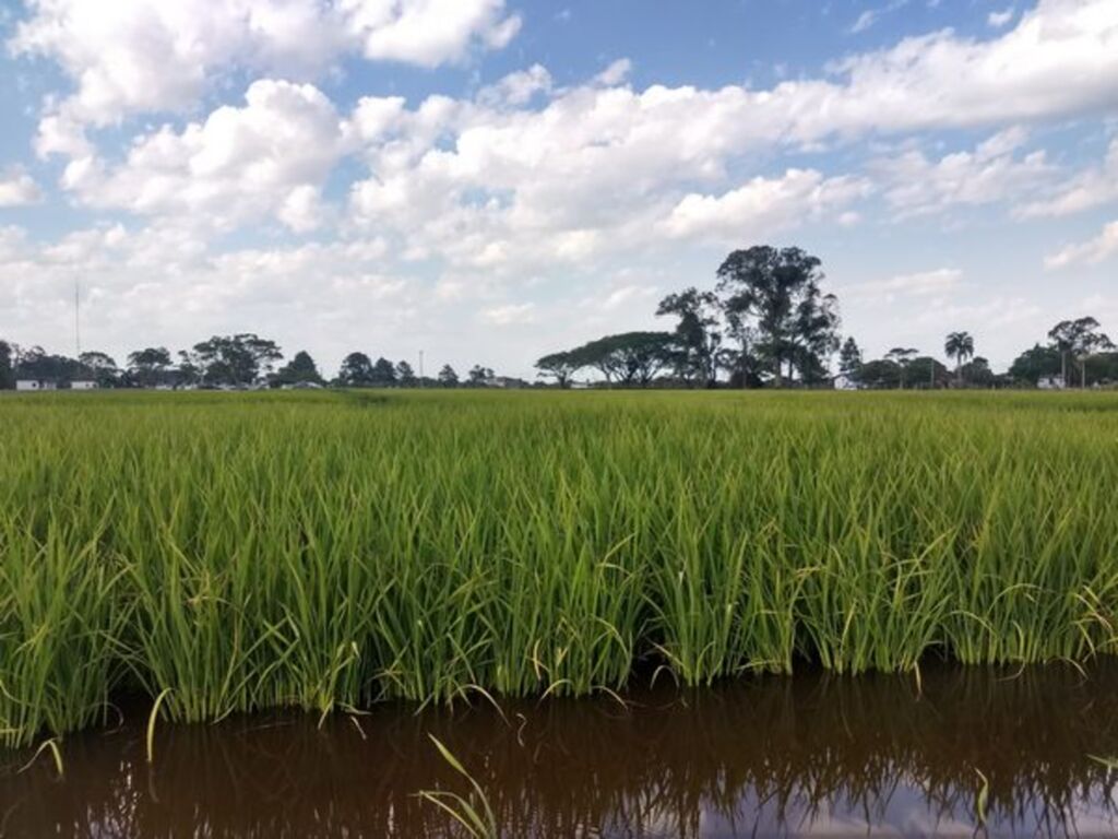 Tecnologia ganha destaque na Abertura da Colheita do Arroz