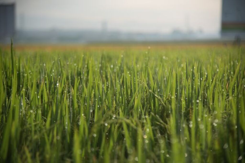 Federarroz recomenda diversificação para diminuir dependência do arroz