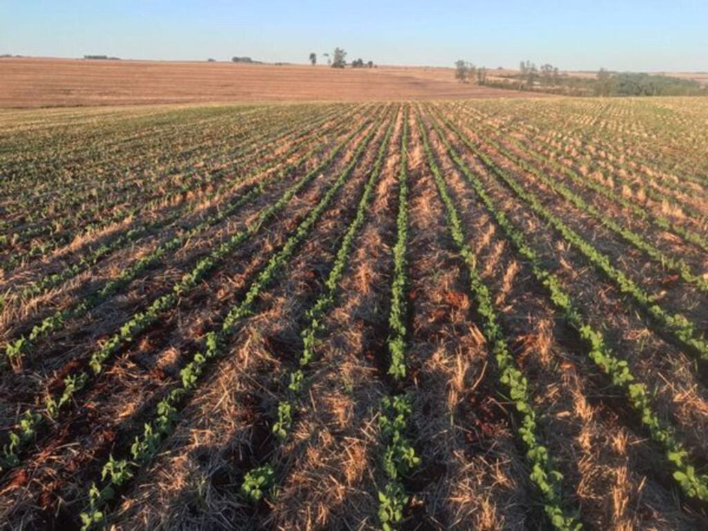 Rio Grande do Sul deve iniciar plantio da soja nesta semana